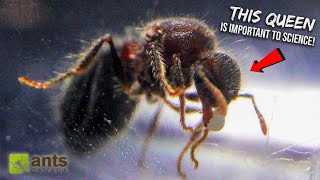 Why Scientists Want to Study These Queen Ants From My Yard [upl. by Nilpik]