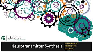 Chapter 9  Neurotransmitter Synthesis [upl. by Cumine38]