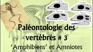 Paléontologie des vertébrés 3 ‘Amphibiens’ et Amniotes [upl. by Ahsiekit]