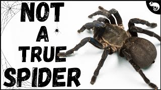 If Tarantulas Are NOT True Spiders Then What Are They [upl. by Edeline]