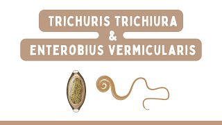 NEMÁTODOS Trichuris trichiura y Enterobius vermicularis  Parasitología [upl. by Trent]