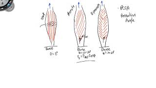 Muscle Architecture Basics [upl. by Geesey49]