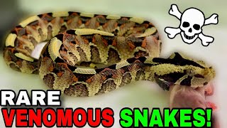 Feeding World’s MOST Venomous Snakes [upl. by Simson105]