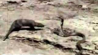 Mongoose Attacking an Asian Cobra Britannicacom [upl. by Obeded674]