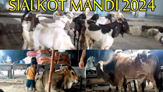 Sialkot Cow mandi 2024 salaarwali salaarwali cowmandi sialkot [upl. by Zacharias]