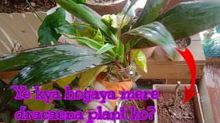 ये क्या हुआ मेरे ड्रेसीना के पोधे कोterracegardeningforbeginners dracaenaplant [upl. by Athalie]