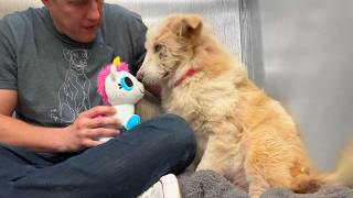 Watch this shelter dog react to her first toy 🥹 [upl. by Guod]