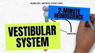 2Minute Neuroscience Vestibular System [upl. by Kcin]