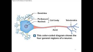 Chapter 12 Nervous Tissue [upl. by Hasan]