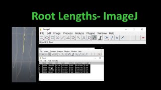 Root length Image J Arabidopsis research stress analysis DoctorTutors [upl. by Naynek]