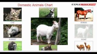 Domestic Animals Chart  domestic animals for kids  domestic animals name with picture [upl. by Lledner85]