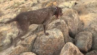 quotCHUKAR NATIONquot Chukar Hunting Boise ID [upl. by Leacock]