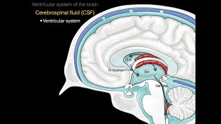 The ventricular system [upl. by Airamalegna]