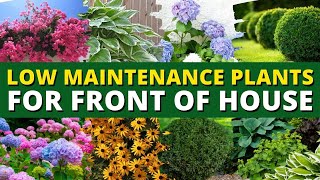 5 Best Low Maintenance Plants for Front of House Garden 🌿🍃 Ground Cover Plants 👍👌 [upl. by Dannie]