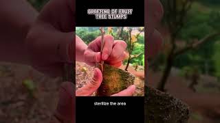 Grafting of fruit tree stumpsgrafting airlayer viral plants shorts short youtubeshorts usa [upl. by Verla582]