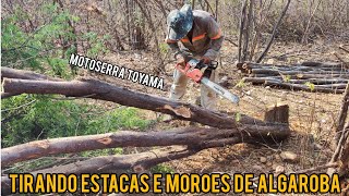 TIRANDO ESTACAS E MORÕES DE ALGAROBA COM MOTOSSERRA TOYAMA  VIDA NA ROÇA SERTANEJO NORDESTINO [upl. by Anibas592]