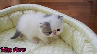 Cute Little Kitten Sneezes [upl. by Calista946]