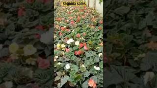 Begonia flower sale trendingshorts begonia begoniaspecies garden begoniatypes nature [upl. by Annail865]