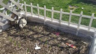 Planting Dahlia Tubers From Costco Strawberry Marigold Seeds and Checking on My Garlic [upl. by Hellah123]