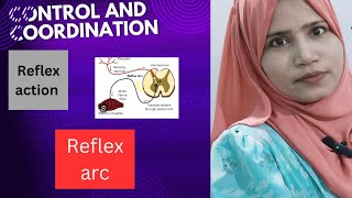 chcontrol and coordinationreflex actionreflex arc with very easy diagramclass 10 Science [upl. by Haman17]