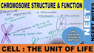 What is p and q Arm of Chromosome  Structure of Chromosome Chromatid Chromatin  NEET2020  CBSE [upl. by Valley13]