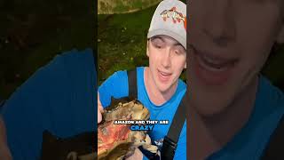 I Found A Giant Matamata 😨🐢 So Lucky  😊😍  viralshorts fishing viralvideo funny subscribe [upl. by Acirea]