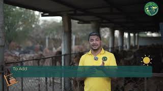 Traditional A2 Ghee making process at the Best Dairy Farm In India [upl. by Hathaway54]