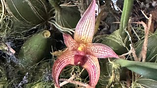 FIRST BULBOPHYLLUM FLOWER TO OPEN bulbophyllum Natalie Simpkins [upl. by Puff860]