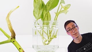 How To Propagate Pothos Cuttings  2 BEST Methods [upl. by Holly849]