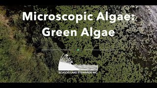 Microscopic Algae Green Algae [upl. by Donald22]