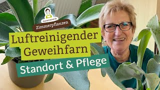 Luftreinigender Geweihfarn  Standort und Pflege  Zimmerpflanzen [upl. by Ziagos]