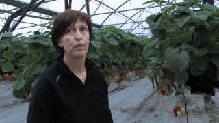 Corinne et Jean Marc Pra producteurs de fraises Rougeline [upl. by Nysilla486]