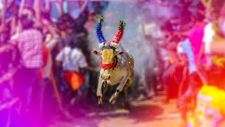 VALLIPATTU 2021 ERUTHUKATTU 008 வள்ளிபட்டு எருதுவிடும் திருவிழா 9787462444 [upl. by Bobbie]