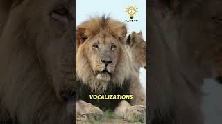 Do lions have long memory shorts animalfacts [upl. by Artemahs]