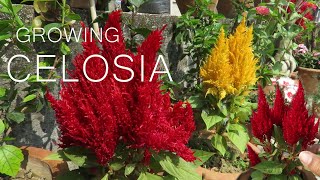 Celosia Flower  Celosia cockscomb Plant Care [upl. by Phebe177]