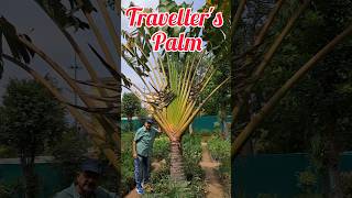 Travellers Palm Do You Know This Majestic Palm Variety [upl. by Leber]