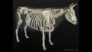 Osteologia Miembro Apendicular Bovino [upl. by Ahcilef540]