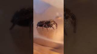 Edzio i kulinarne dylematy 😉 skakun jumpingspider pajak spider arachnophobia [upl. by Wagner]