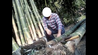 COMO SEMBRAR BAMBU GIGANTE cultivo españa plantacion dendrocalamus bambusa phyllostachys comprar [upl. by Noach]