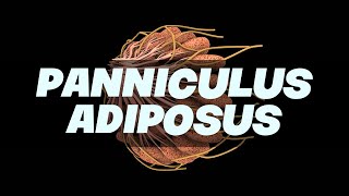 PANNICULUS ADIPOSUS Simplified  Anatomy [upl. by Anialed]