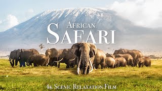 African Safari 4K  Scenic Wildlife Film With African Music [upl. by Nahsez]