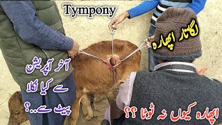 Tympony in Calf  Dr Mohsin [upl. by Mozelle]