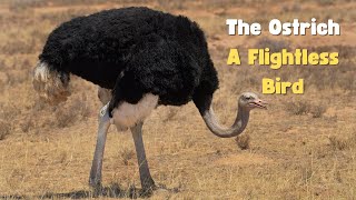 Discover the Fascinating World of Ostriches 11 Incredible Facts [upl. by Ahsahtan]