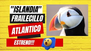 LA increíble VIDA de LoS FRAILECILLOS ATLÁNTICOS 🐧😱viral island europe [upl. by Enelrihs]