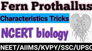 FernProthallusCharacteristic of ferns prothallusTrick to learn fern prothallusClass11NEETNCERT [upl. by Servetnick235]