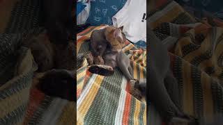 çiçeklerim kedilerim garden youtubeshorts kedi cat [upl. by Merrile]