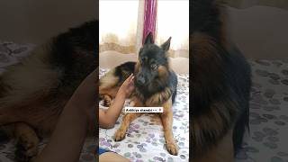 Ankhiya sharaabi rap shorts youtubeshorts trending dog tabbydgermanshepherd cute gsd puppy [upl. by Natsirc]