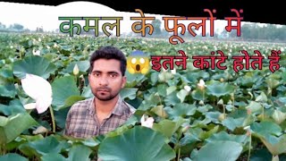 कमल के फूलों में 😱 इतने कांटे होते है। Lotus flowers have so many thorns।। kamal ke fulon ki kheti। [upl. by Juley]