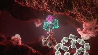 Cold Agglutinin Disease Animation  Mechanism of Disease [upl. by Sarine541]