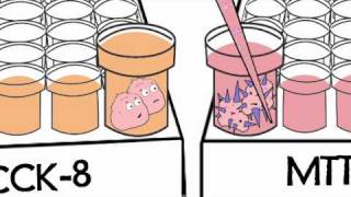 Cell Counting Kit8 VS MTT [upl. by Eceertal]